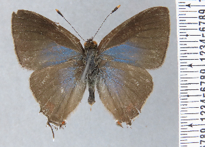  (Lamprospilus lignus - RCCFXPL7H09)  @11 [ ] by-nc-sa (2025) C. Faynel C. Faynel