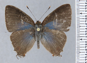  (Lamprospilus aquaeus - RCCFXPL7H11)  @11 [ ] by-nc-sa (2025) C. Faynel C. Faynel