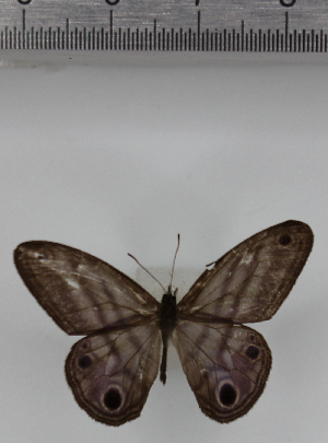  ( - SAT-MB-017)  @11 [ ] copyright (2025) M. Benmesbah Research Collection of Mohamed Benmesbah