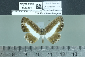  (Nymphidium guianensis - BC-MNHN-LEP02455)  @11 [ ] cc-by (2022) Rodolphe Rougerie mnhn