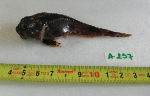  ( - UNMDP-T 2982)  @12 [ ] Unspecified (default): All Rights Reserved  Unspecified Unspecified