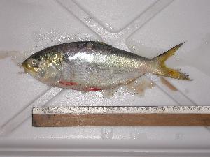  ( - INIDEP-T 0291)  @12 [ ] Unspecified (default): All Rights Reserved  Unspecified Unspecified