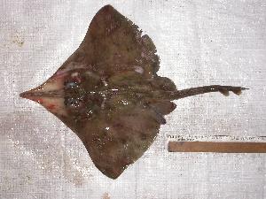  ( - INIDEP-T 0337)  @11 [ ] Unspecified (default): All Rights Reserved  Unspecified Unspecified