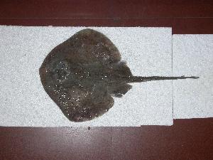  ( - INIDEP-T 0376)  @11 [ ] Unspecified (default): All Rights Reserved  Unspecified Unspecified