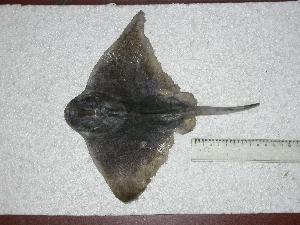  ( - INIDEP-T 0451)  @13 [ ] Unspecified (default): All Rights Reserved  Unspecified Unspecified