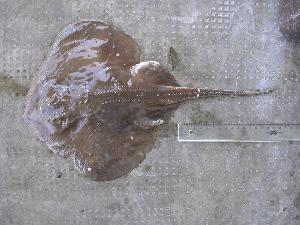  ( - INIDEP-T 0470)  @11 [ ] Unspecified (default): All Rights Reserved  Unspecified Unspecified