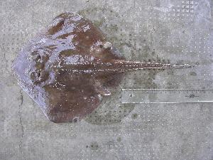  ( - INIDEP-T 0473)  @11 [ ] Unspecified (default): All Rights Reserved  Unspecified Unspecified