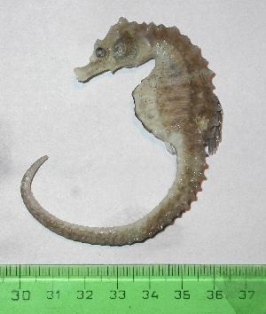  (Hippocampus patagonicus - INIDEP-T 0505)  @13 [ ] Unspecified (default): All Rights Reserved  Unspecified Unspecified