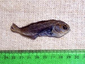  (Icichthys australis - INIDEP-T 0539)  @11 [ ] Unspecified (default): All Rights Reserved  Unspecified Unspecified