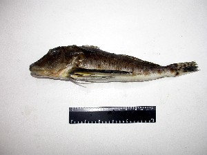  ( - INIDEP-T 0745)  @12 [ ] Unspecified (default): All Rights Reserved  Unspecified Unspecified