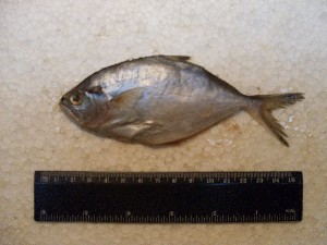  ( - INIDEP-T 0765)  @13 [ ] Unspecified (default): All Rights Reserved  Unspecified Unspecified