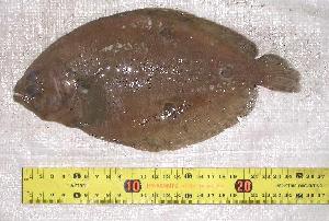  ( - INIDEP-T 0059)  @13 [ ] Unspecified (default): All Rights Reserved  Unspecified Unspecified