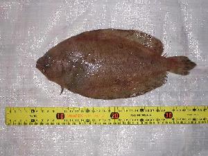  ( - INIDEP-T 0060)  @13 [ ] Unspecified (default): All Rights Reserved  Unspecified Unspecified