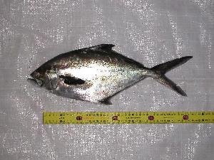  ( - INIDEP-T 0063)  @14 [ ] Unspecified (default): All Rights Reserved  Unspecified Unspecified
