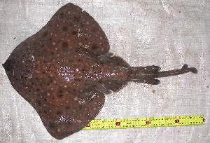  ( - INIDEP-T 0142)  @14 [ ] Unspecified (default): All Rights Reserved  Unspecified Unspecified