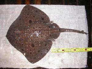  ( - INIDEP-T 0143)  @14 [ ] Unspecified (default): All Rights Reserved  Unspecified Unspecified