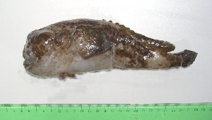  ( - INIDEP-T 0636)  @13 [ ] Unspecified (default): All Rights Reserved  Unspecified Unspecified