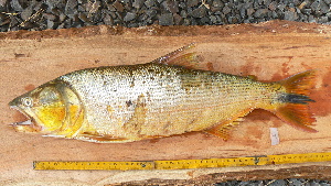  ( - UNMDP T 569)  @13 [ ] Unspecified (default): All Rights Reserved  Unspecified Unspecified