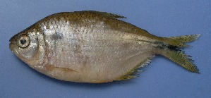  (Characiformes - UNMDP-T 0679)  @15 [ ] Unspecified (default): All Rights Reserved  Unspecified Unspecified