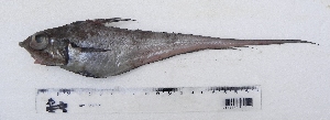  (Coelorhynchus marinii - UNMDP T 929)  @11 [ ] Unspecified (default): All Rights Reserved  Unspecified Unspecified