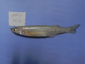  ( - UNMDP-T 1454)  @13 [ ] Unspecified (default): All Rights Reserved  Unspecified Unspecified