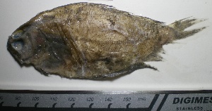  ( - UNMDP-T 0167)  @11 [ ] Unspecified (default): All Rights Reserved  Unspecified Unspecified
