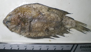  ( - UNMDP-T 0168)  @11 [ ] Unspecified (default): All Rights Reserved  Unspecified Unspecified