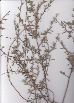  ( - AMM3563)  @11 [ ] No Rights Reserved  Unspecified Unspecified