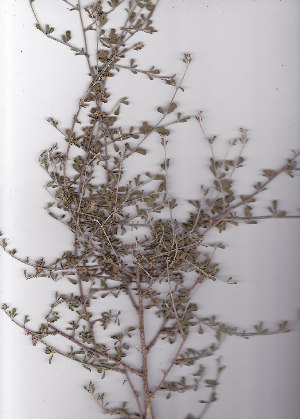  ( - AMM3575)  @11 [ ] No Rights Reserved  Unspecified Unspecified