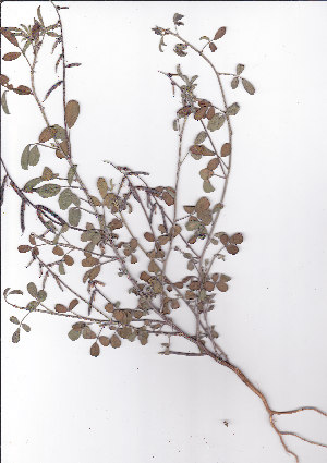  (Indigofera heterophylla - AMM3980.2)  @11 [ ] No Rights Reserved  Unspecified Unspecified