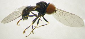  (Tomosvaryella rossica - Fauna-Ost-1000462)  @11 [ ] CreativeCommons  Attribution Share-Alike (by-sa) 4.0 (2016) Unspecified Zoologisches Forschungsmuseum Alexander Koenig