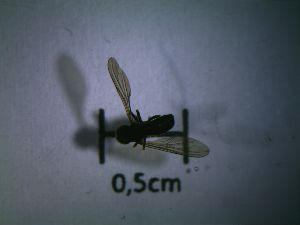  ( - Fauna-Ost-1001678)  @11 [ ] CreativeCommons  Attribution Share-Alike (by-sa) 4.0 (2017) Unspecified Zoologisches Forschungsmuseum Alexander Koenig