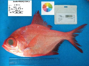  (Beryciformes - IMP_2_6727)  @15 [ ] Unspecified (default): All Rights Reserved  Unspecified Unspecified