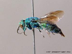  (Chrysis fasciata - BC ZSM HYM 07994)  @14 [ ] CreativeCommons - Attribution Non-Commercial Share-Alike (2010) Stefan Schmidt SNSB, Zoologische Staatssammlung Muenchen