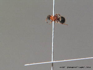  ( - BC ZSM HYM 10596)  @12 [ ] CreativeCommons - Attribution Non-Commercial Share-Alike (2011) Stefan Schmidt SNSB, Zoologische Staatssammlung Muenchen