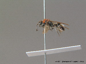  ( - BC ZSM HYM 10599)  @12 [ ] CreativeCommons - Attribution Non-Commercial Share-Alike (2011) Stefan Schmidt SNSB, Zoologische Staatssammlung Muenchen