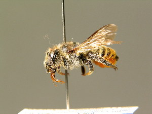  (Megachile pyrenaea - BC ZSM HYM 01897)  @14 [ ] CreativeCommons - Attribution Non-Commercial Share-Alike (2010) Stefan Schmidt SNSB, Zoologische Staatssammlung Muenchen