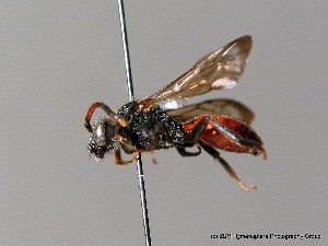  (Nomada fabriciana - BC ZSM HYM 06144)  @14 [ ] CreativeCommons - Attribution Non-Commercial Share-Alike (2010) Stefan Schmidt SNSB, Zoologische Staatssammlung Muenchen