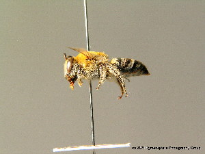  (Colletes dusmeti - BC ZSM HYM 07097)  @14 [ ] CreativeCommons - Attribution Non-Commercial Share-Alike (2010) Stefan Schmidt SNSB, Zoologische Staatssammlung Muenchen