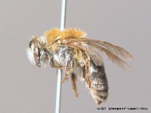  (Colletes acutus - BC ZSM HYM 10003)  @15 [ ] CreativeCommons - Attribution Non-Commercial Share-Alike (2011) Stefan Schmidt SNSB, Zoologische Staatssammlung Muenchen