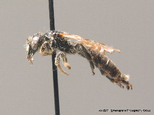  (Panurginus sericatus - BC ZSM HYM 09143)  @15 [ ] CreativeCommons - Attribution Non-Commercial Share-Alike (2010) Stefan Schmidt SNSB, Zoologische Staatssammlung Muenchen