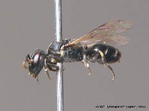  (Hylaeus brevicornis - BC ZSM HYM 09844)  @14 [ ] CreativeCommons - Attribution Non-Commercial Share-Alike (2010) Stefan Schmidt SNSB, Zoologische Staatssammlung Muenchen