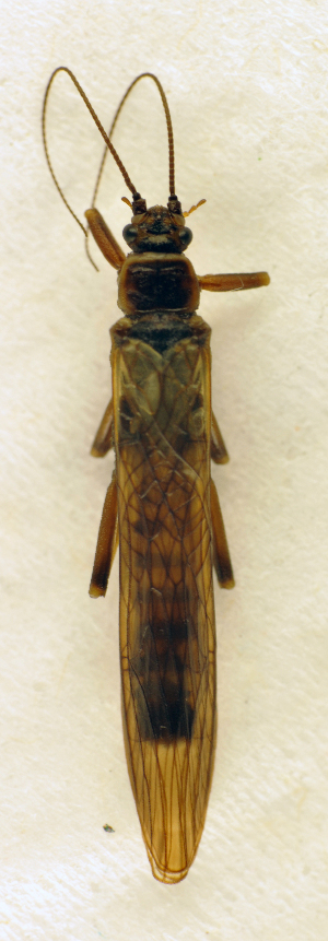  (Brachyptera braueri - BC ZSM AQU 00717)  @14 [ ] CreativeCommons - Attribution Non-Commercial Share-Alike (2010) SNSB, Zoologische Staatssammlung Muenchen SNSB, Zoologische Staatssammlung Muenchen