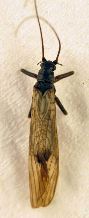  (Brachyptera monilicornis - BC ZSM AQU 00718)  @13 [ ] CreativeCommons - Attribution Non-Commercial Share-Alike (2010) SNSB, Zoologische Staatssammlung Muenchen SNSB, Zoologische Staatssammlung Muenchen