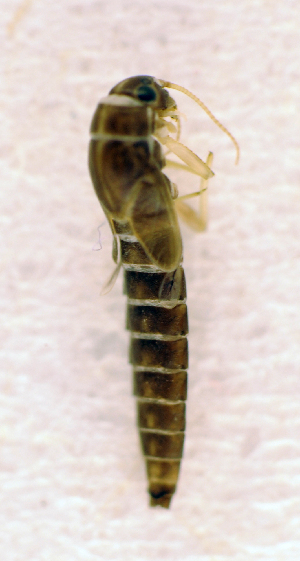  ( - BC ZSM AQU 00780)  @11 [ ] CreativeCommons - Attribution Non-Commercial Share-Alike (2010) SNSB, Zoologische Staatssammlung Muenchen SNSB, Zoologische Staatssammlung Muenchen