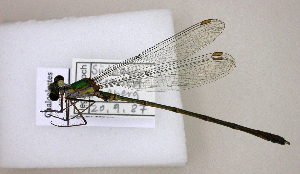  ( - BCZSM_ODO_0004)  @11 [ ] CreativeCommons - Attribution Non-Commercial Share-Alike (2015) SNSB, Zoologische Staatssammlung Muenchen SNSB, Zoologische Staatssammlung Muenchen