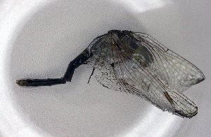  ( - BCZSM_ODO_0040)  @11 [ ] CreativeCommons - Attribution Non-Commercial Share-Alike (2015) SNSB, Zoologische Staatssammlung Muenchen SNSB, Zoologische Staatssammlung Muenchen