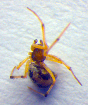  ( - BC ZSM ARA 00152)  @12 [ ] CreativeCommons - Attribution Non-Commercial Share-Alike (2010) SNSB, Zoologische Staatssammlung Muenchen SNSB, Zoologische Staatssammlung Muenchen