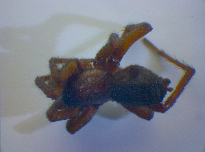  ( - BC ZSM ARA 00500)  @12 [ ] CreativeCommons - Attribution Non-Commercial Share-Alike (2010) SNSB, Zoologische Staatssammlung Muenchen SNSB, Zoologische Staatssammlung Muenchen