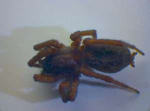  ( - BC ZSM ARA 00501)  @13 [ ] CreativeCommons - Attribution Non-Commercial Share-Alike (2010) SNSB, Zoologische Staatssammlung Muenchen SNSB, Zoologische Staatssammlung Muenchen